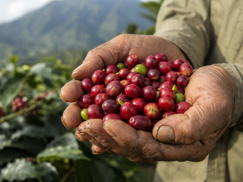 Freshly picked coffee cherries